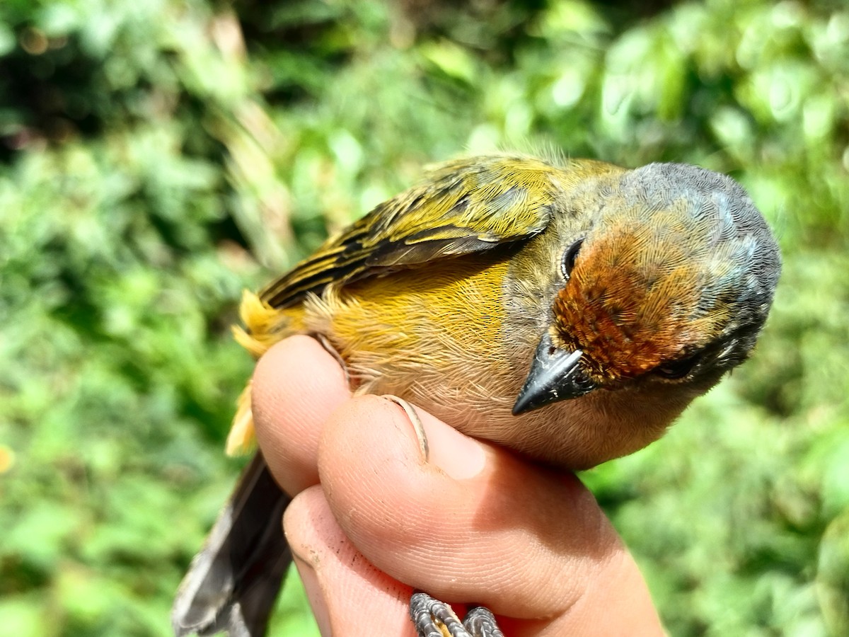 Orange-bellied Euphonia - ML643001071