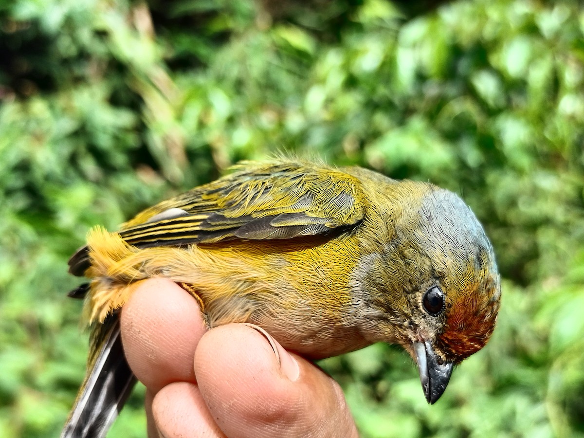 Orange-bellied Euphonia - ML643001073