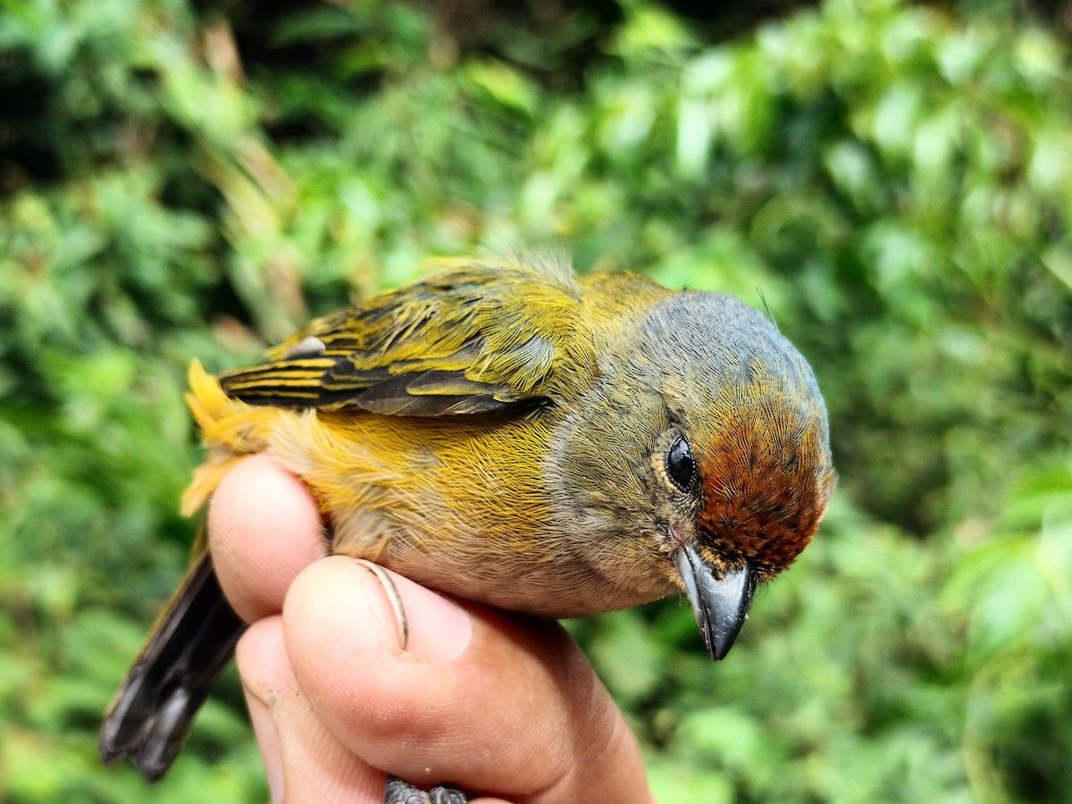Orange-bellied Euphonia - ML643001075