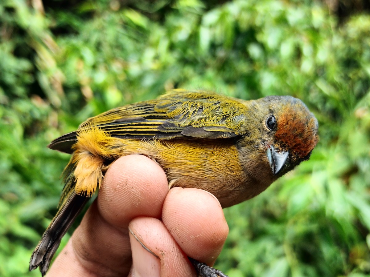 Orange-bellied Euphonia - ML643001076