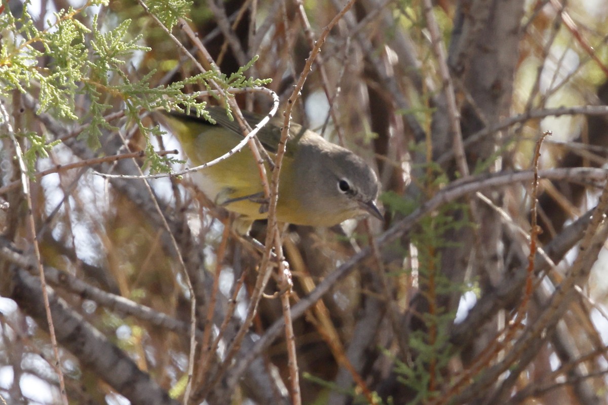 Orange-crowned Warbler (Gray-headed) - ML643001081