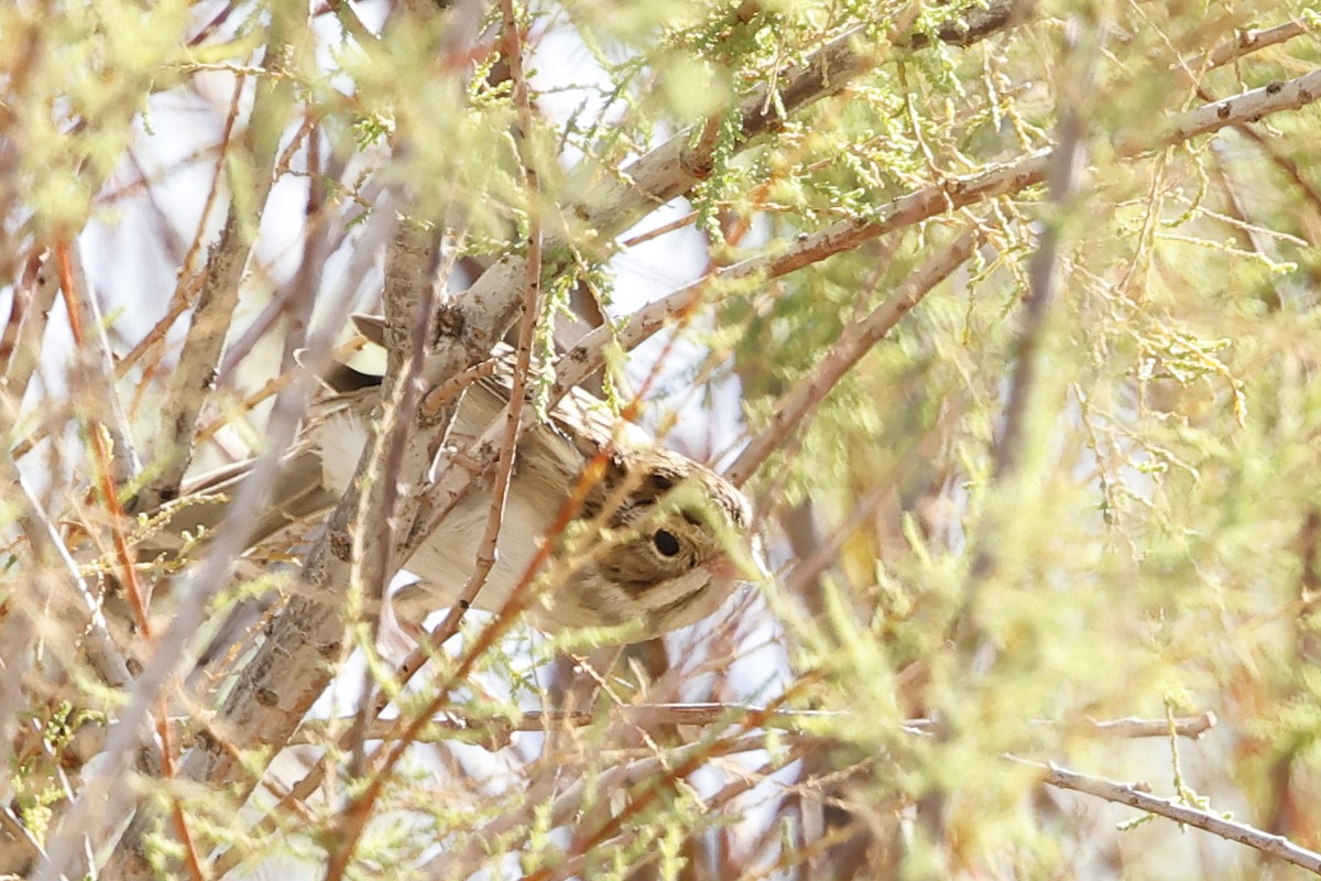 Clay-colored Sparrow - ML643001112