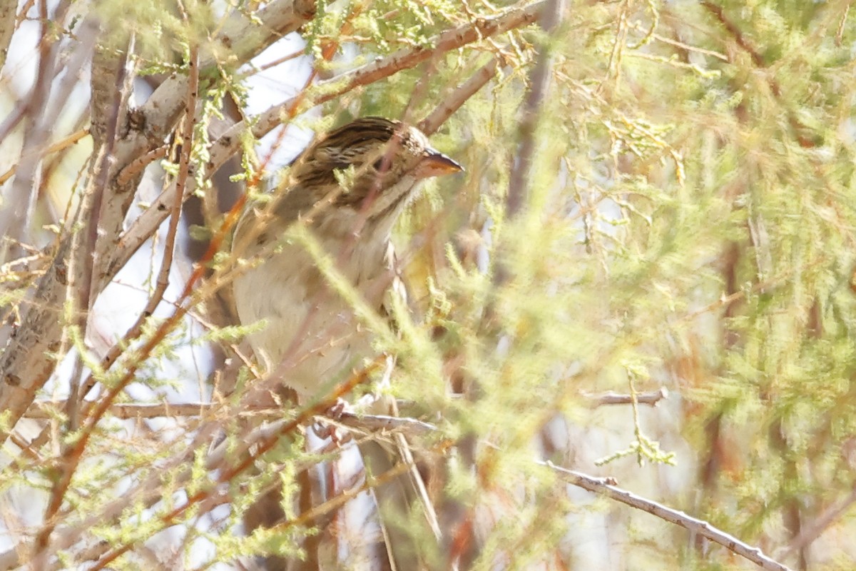 Clay-colored Sparrow - ML643001114