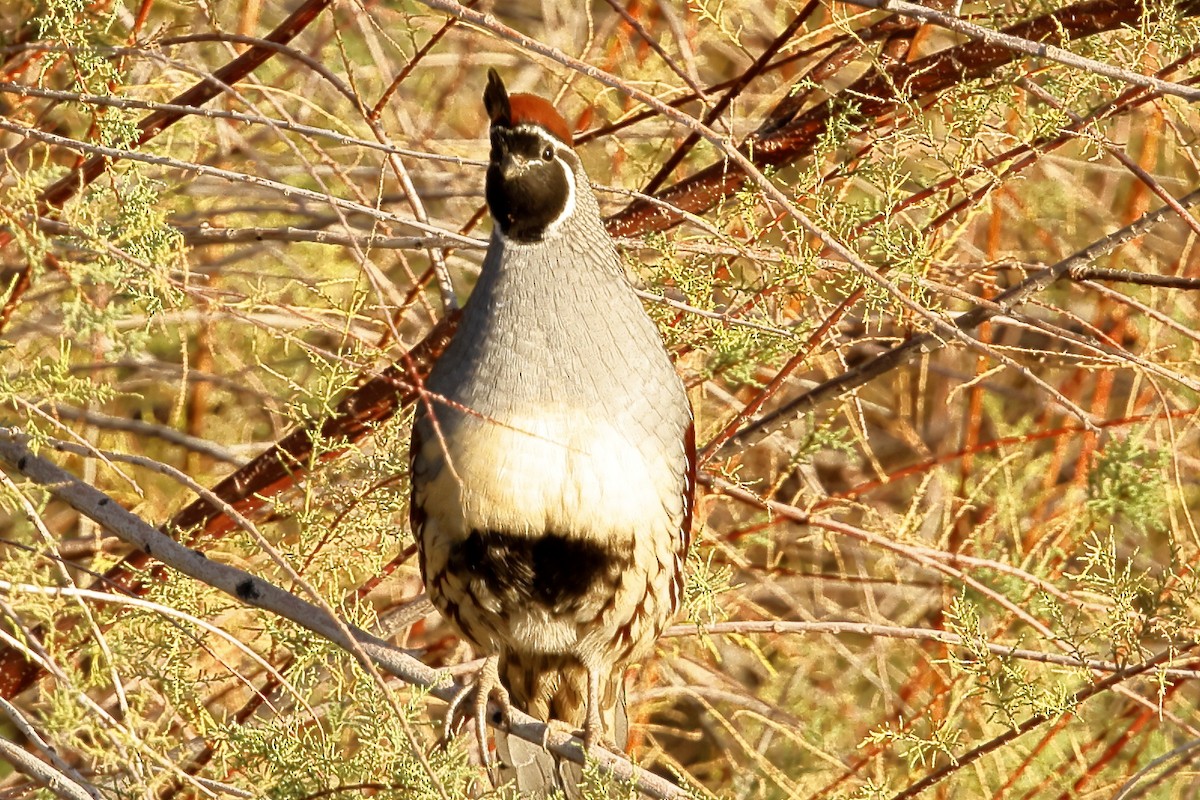 Gambel's Quail - ML643001158