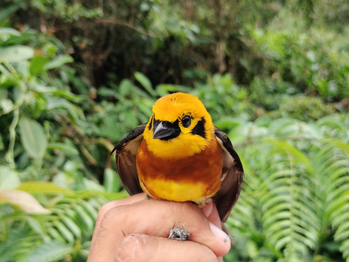 Golden Tanager - ML643001172