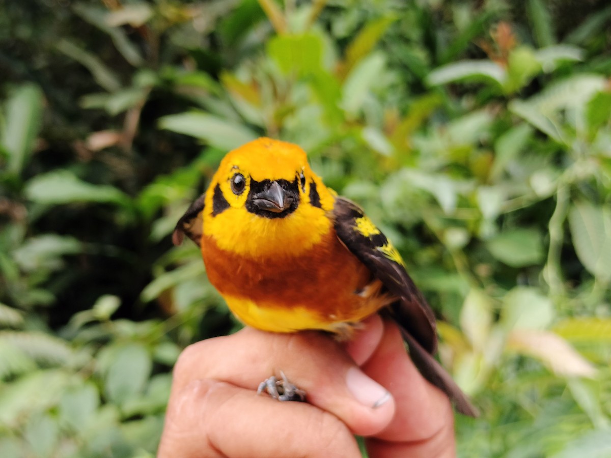 Golden Tanager - ML643001173
