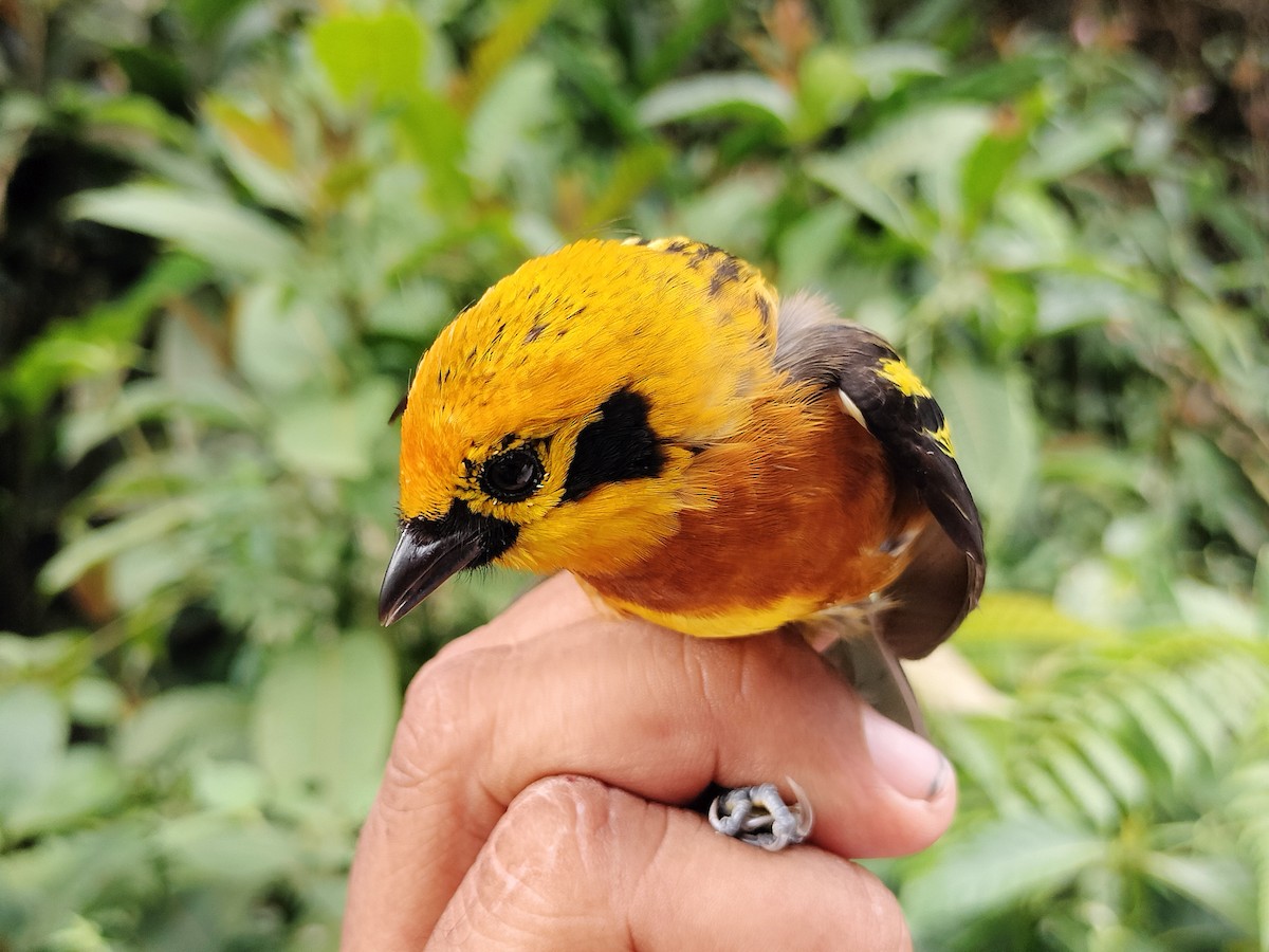 Golden Tanager - ML643001174