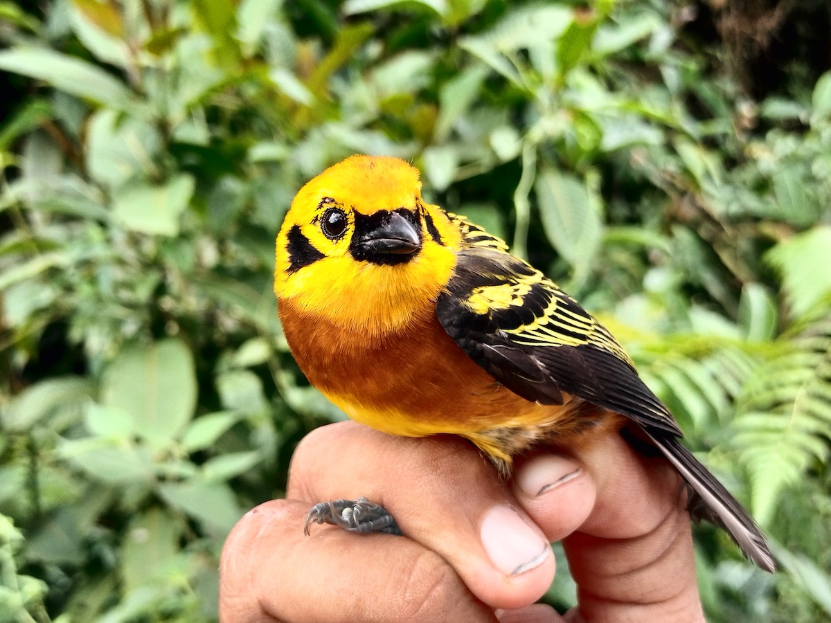 Golden Tanager - ML643001175