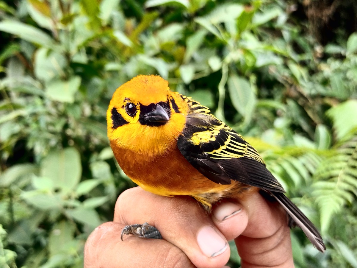 Golden Tanager - ML643001176