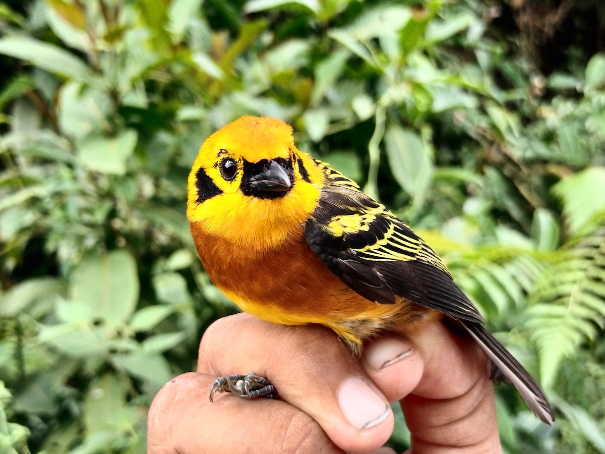 Golden Tanager - ML643001177