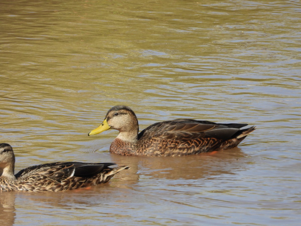 Hybride Canard colvert x C. du Mexique - ML643001179