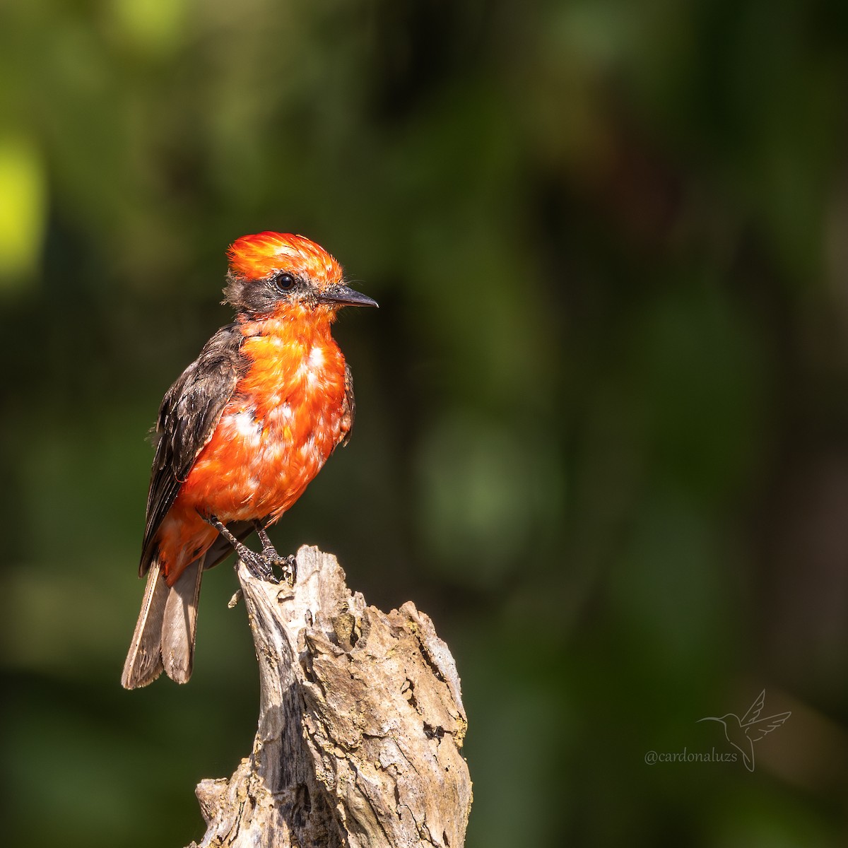 Vermilion Flycatcher - ML643001200