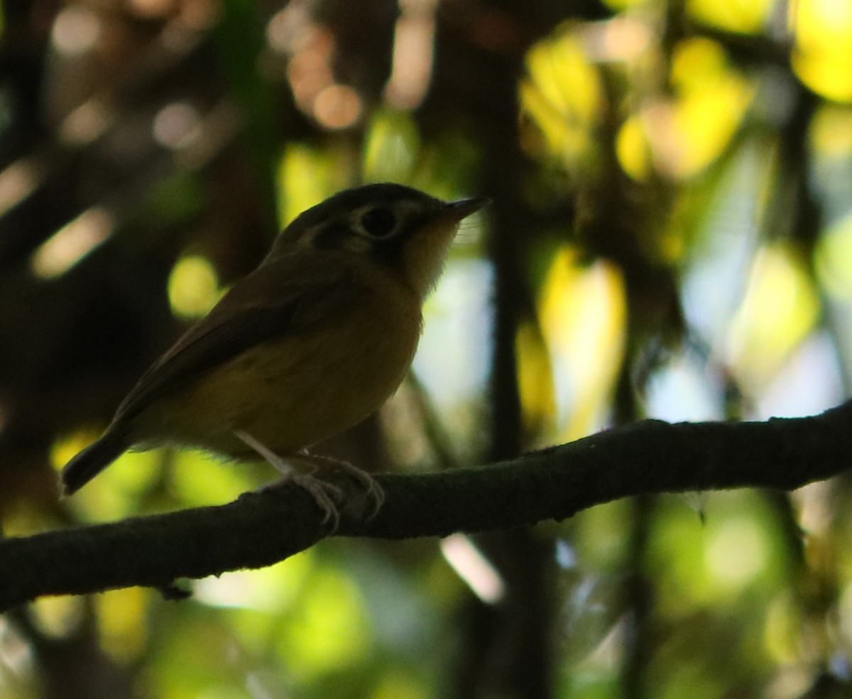 Gelbscheitel-Spatelschnabeltyrann - ML643001203