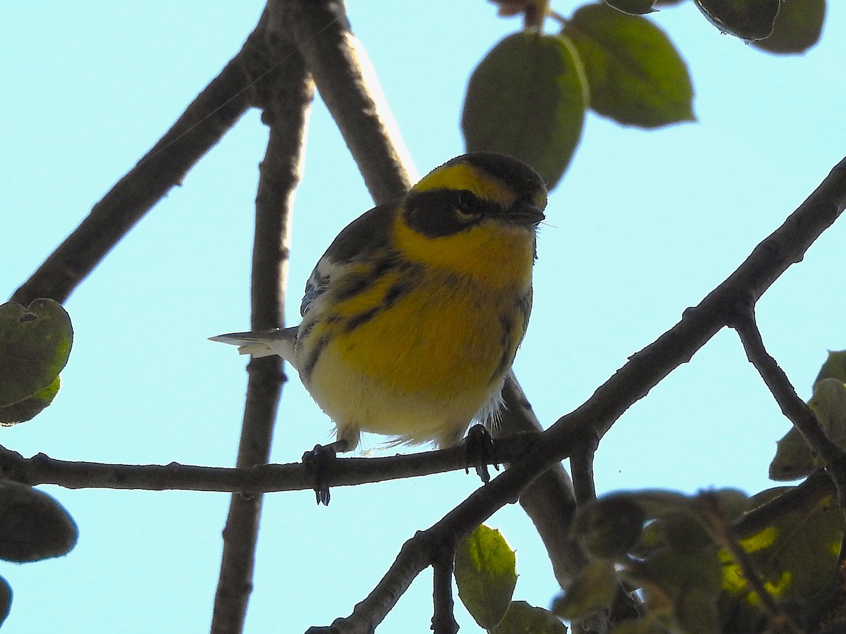 Townsend's Warbler - ML643001217