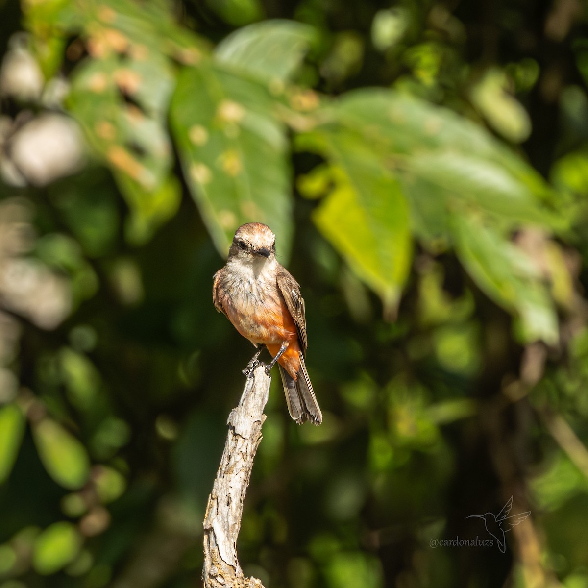 Vermilion Flycatcher - ML643001221