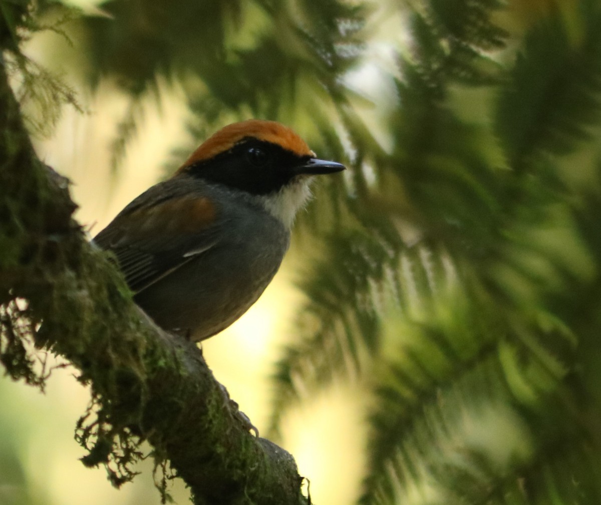 Black-cheeked Gnateater - ML643001262