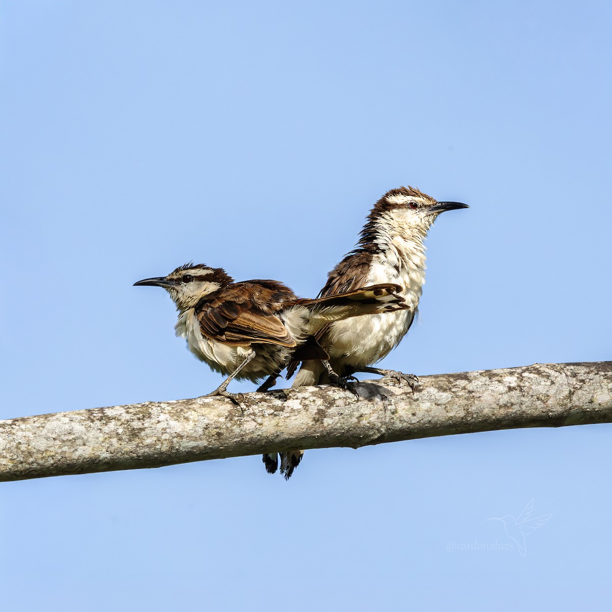 Bicolored Wren - ML643001263