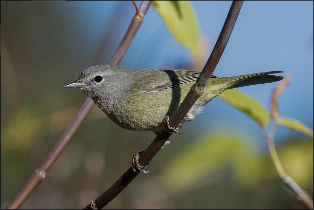 Orange-crowned Warbler - ML643001264