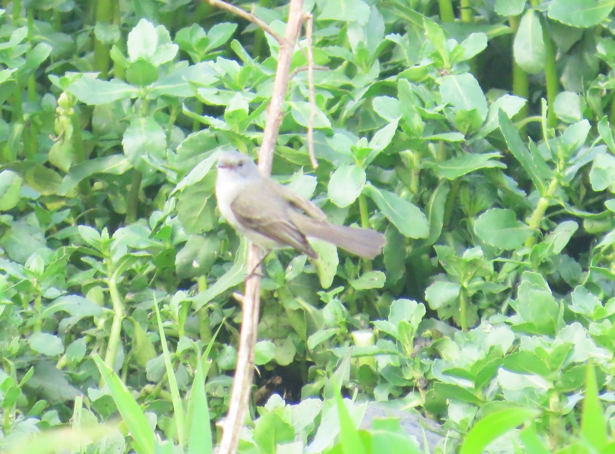 Sooty Tyrannulet - ML643001282