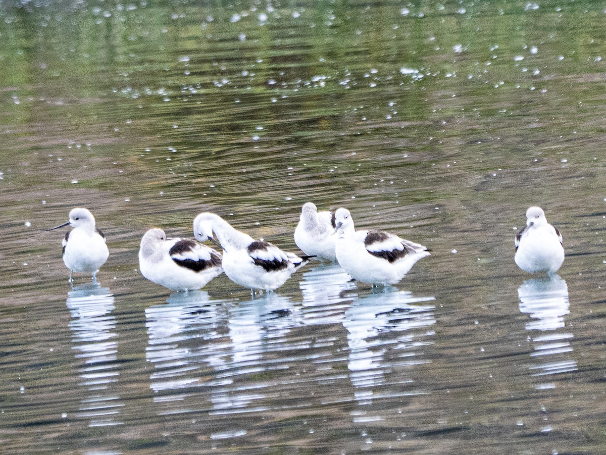 American Avocet - ML643001290