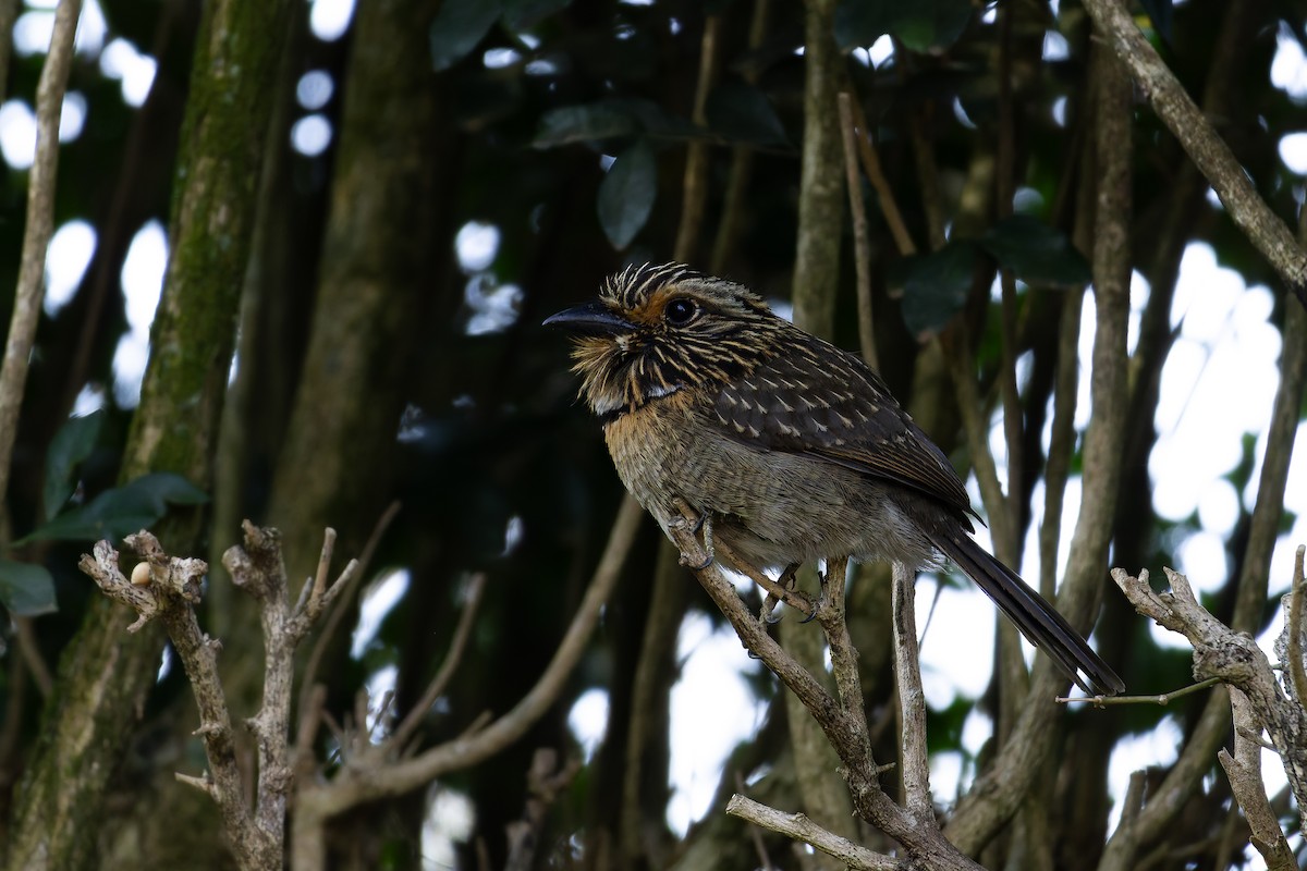 Crescent-chested Puffbird (Greater) - ML643001296