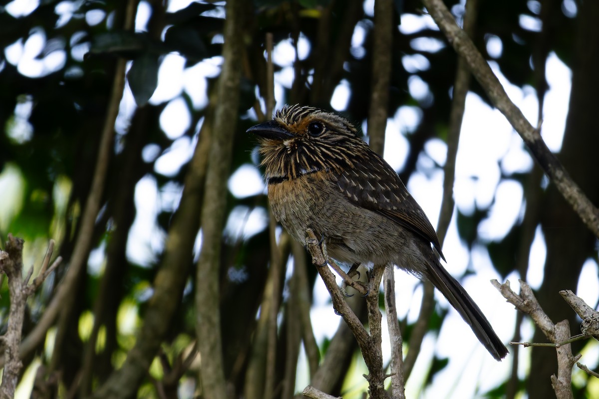Crescent-chested Puffbird (Greater) - ML643001297