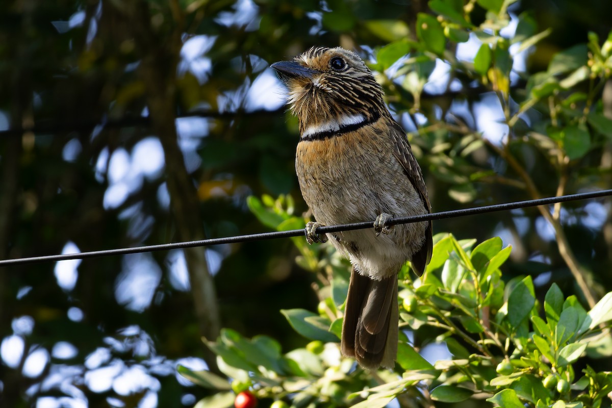 Crescent-chested Puffbird (Greater) - ML643001298