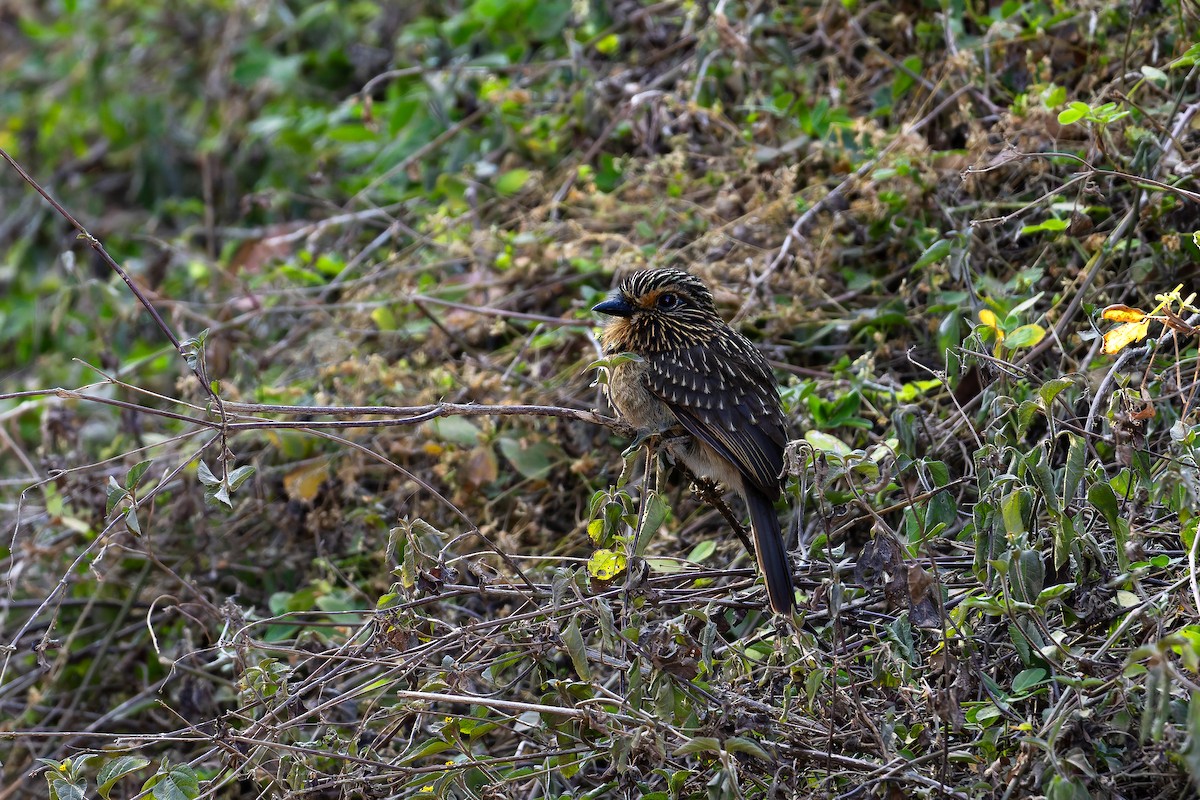 Crescent-chested Puffbird (Greater) - ML643001299