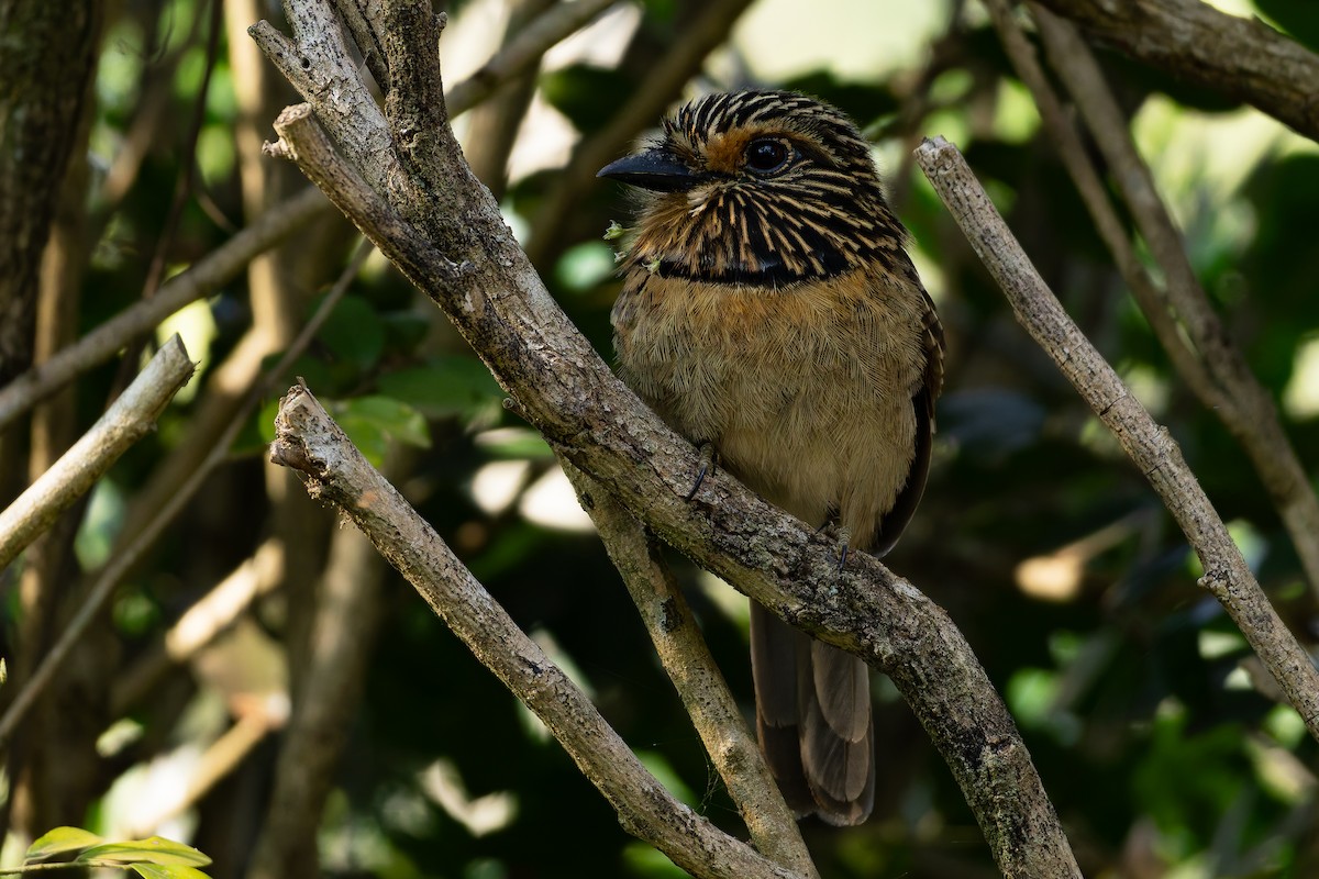 Crescent-chested Puffbird (Greater) - ML643001300