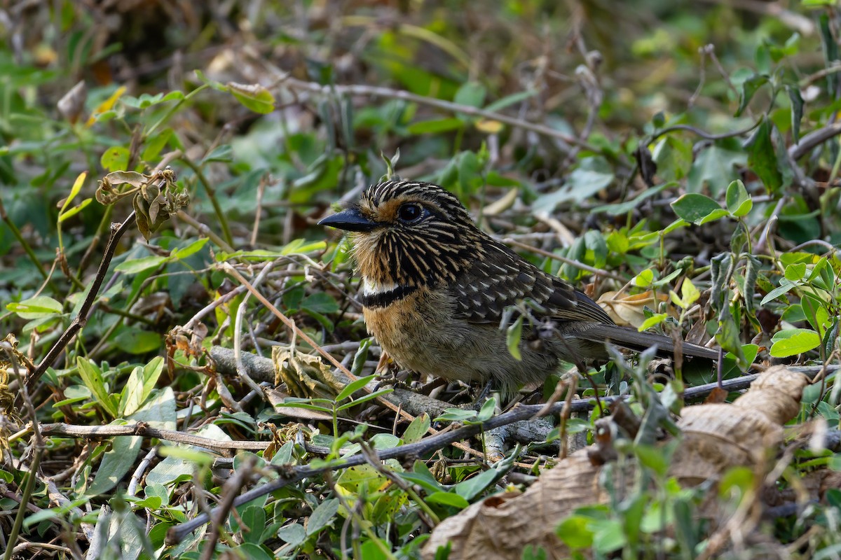 Crescent-chested Puffbird (Greater) - ML643001301