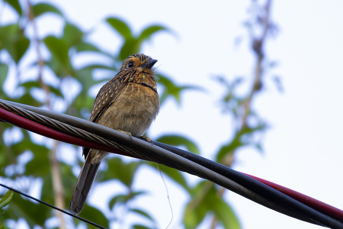 Crescent-chested Puffbird (Greater) - ML643001302