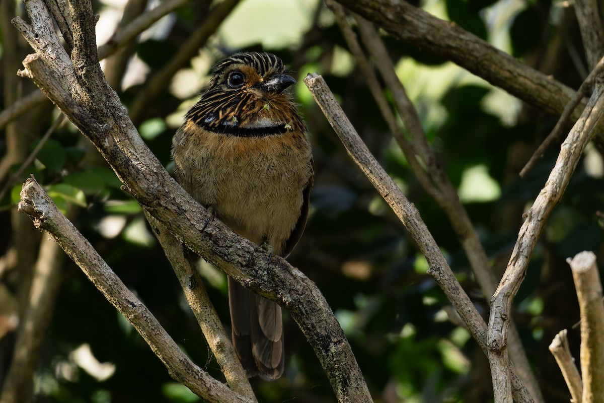 Crescent-chested Puffbird (Greater) - ML643001303