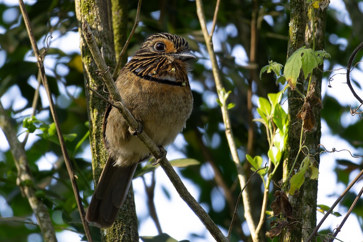 Crescent-chested Puffbird (Greater) - ML643001304