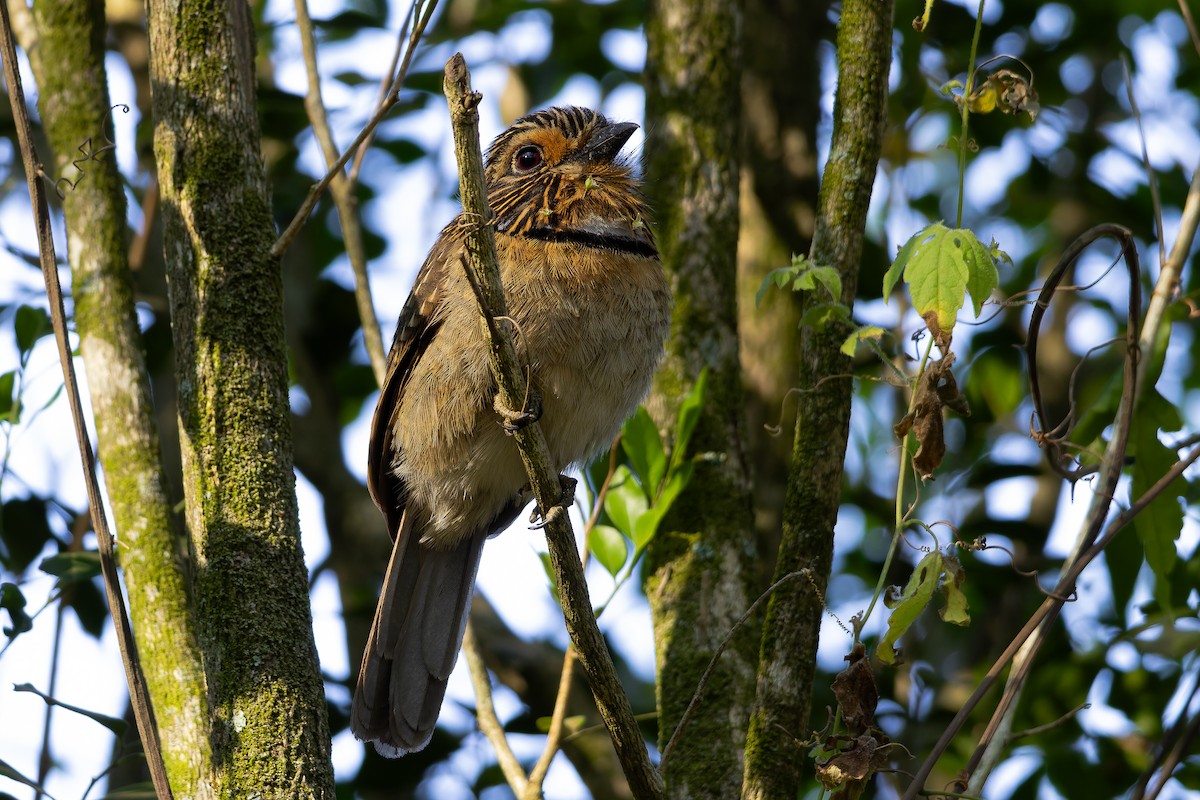 Crescent-chested Puffbird (Greater) - ML643001306