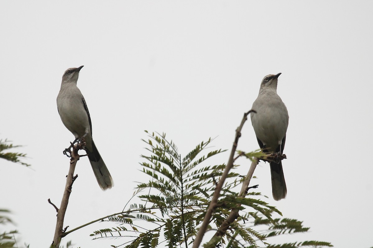 Tropical Mockingbird - ML643001363