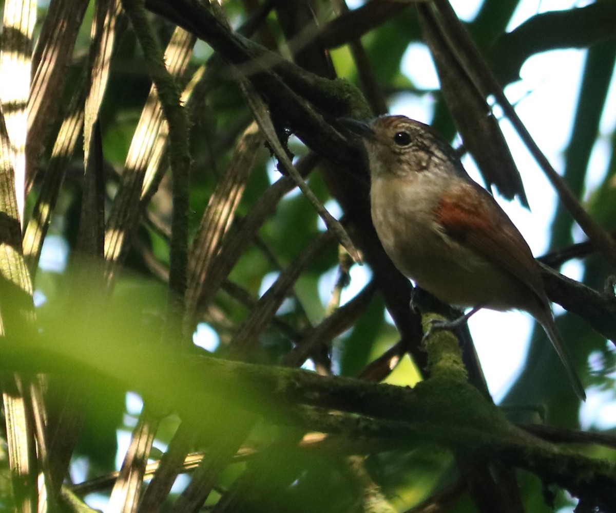 Rufous-backed Antvireo - ML643001368