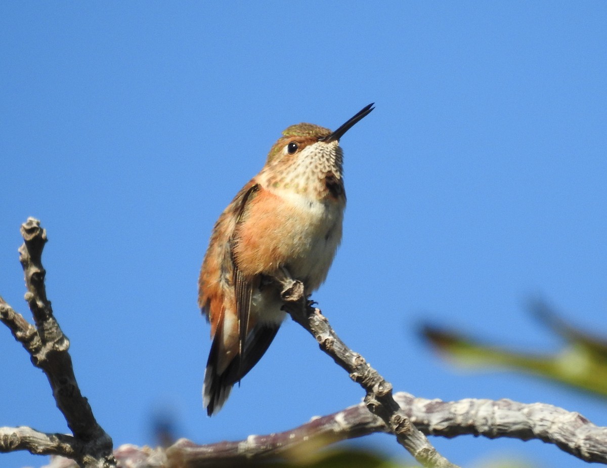 Rufous Hummingbird - ML643001392