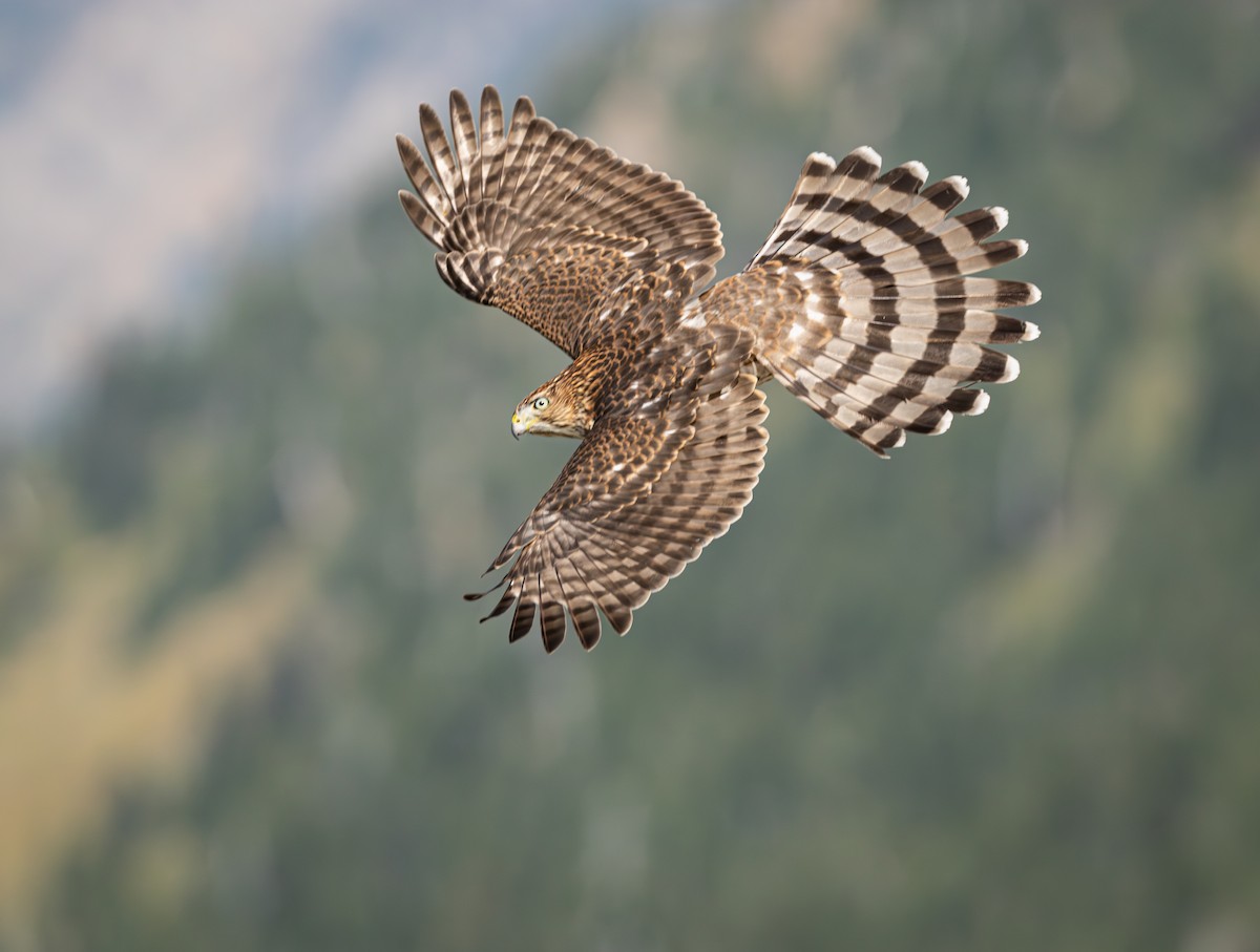 Cooper's Hawk - ML643001405