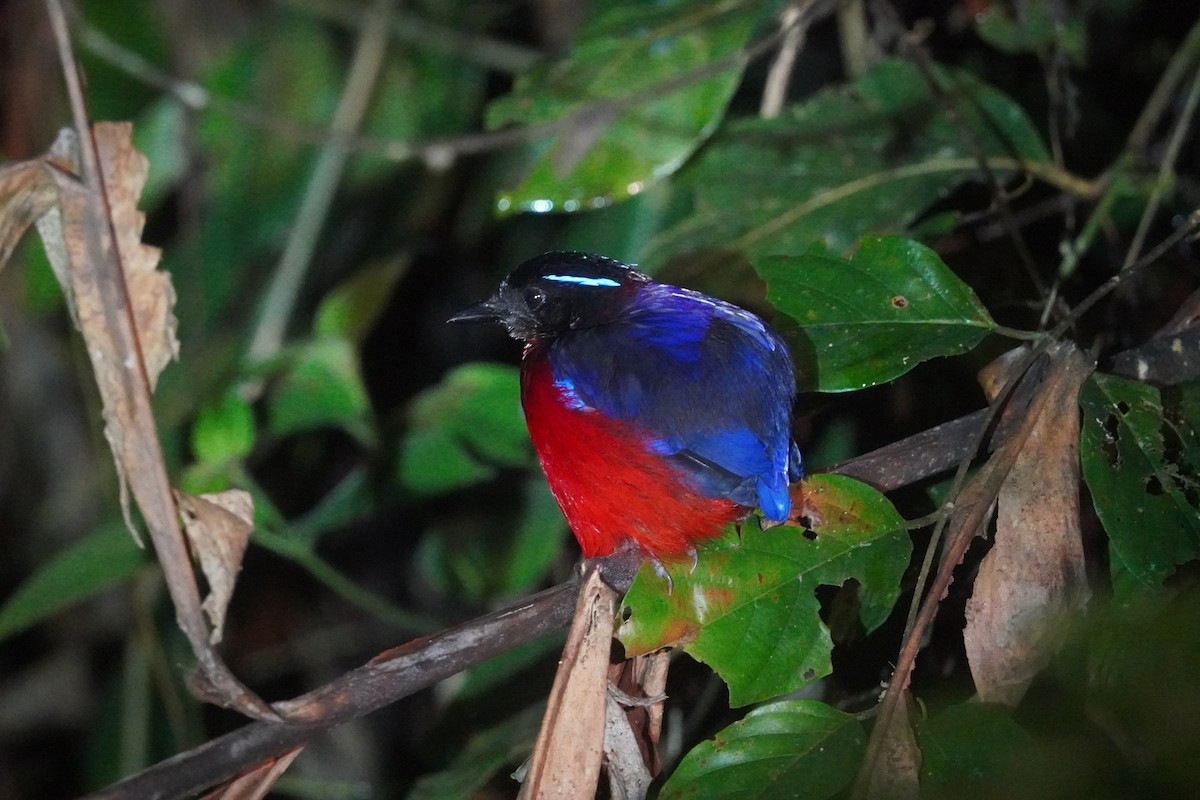 クロアカヤイロチョウ - ML643001433