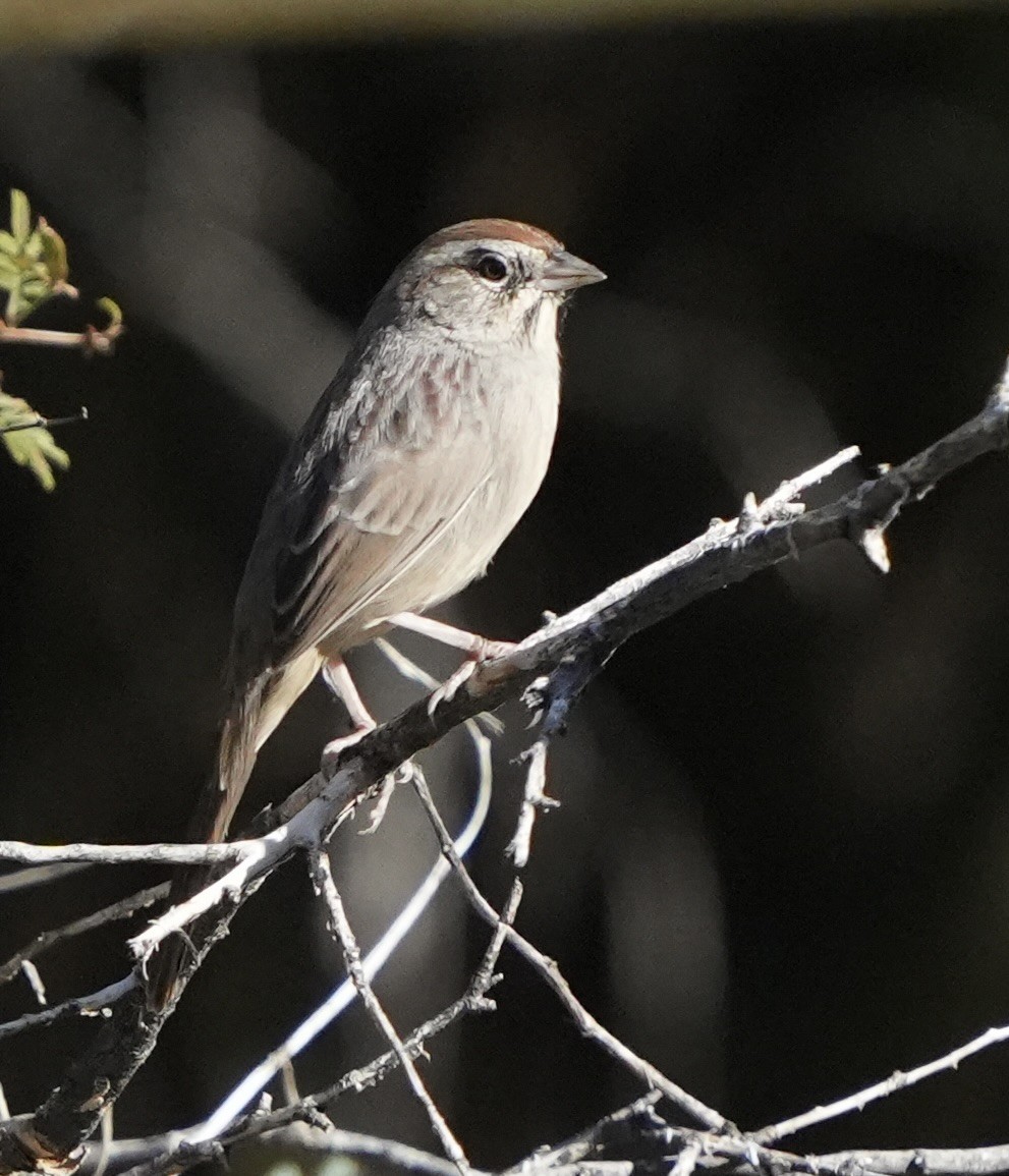 Rufous-crowned Sparrow - ML643001551