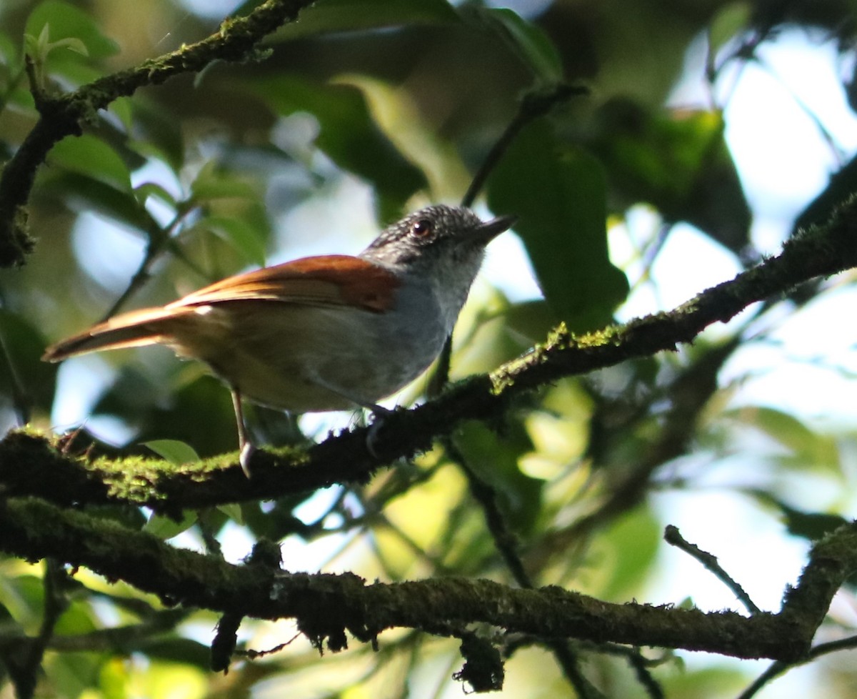 Rufous-backed Antvireo - ML643001554