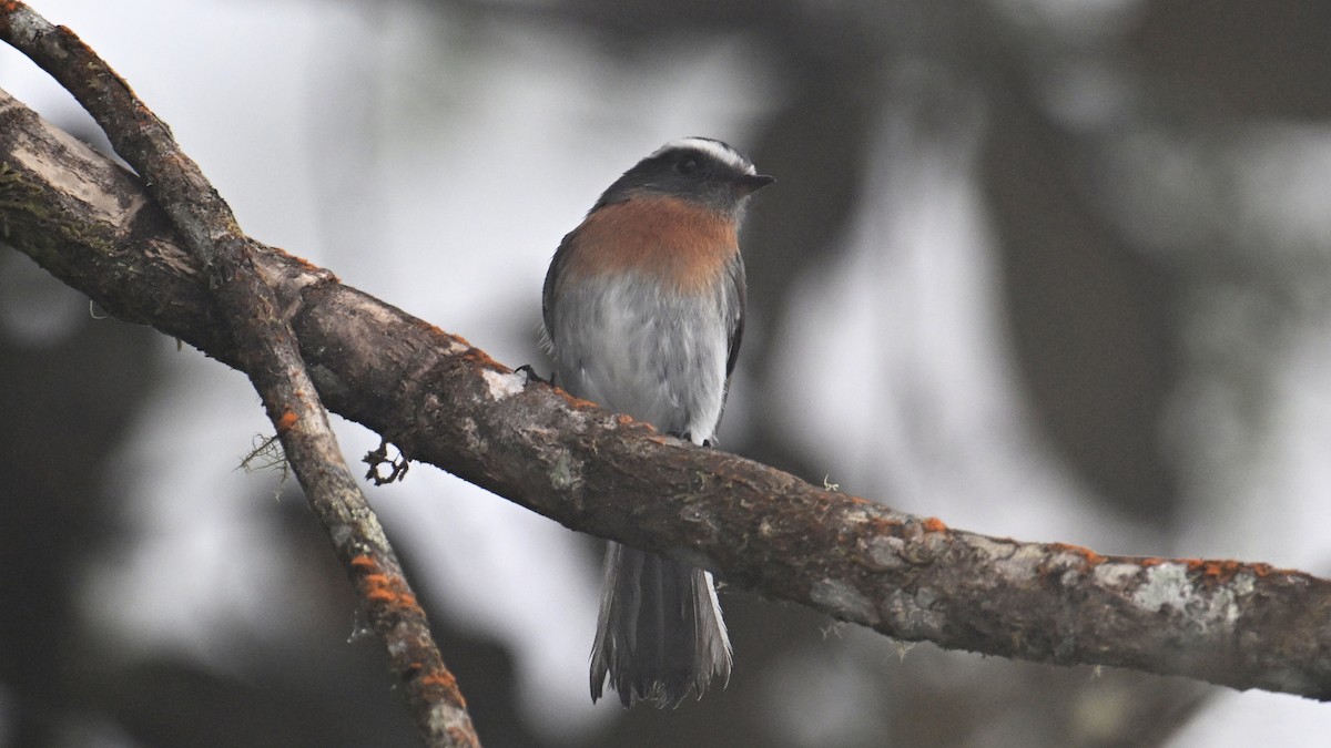 Rufous-breasted Chat-Tyrant - ML643001563