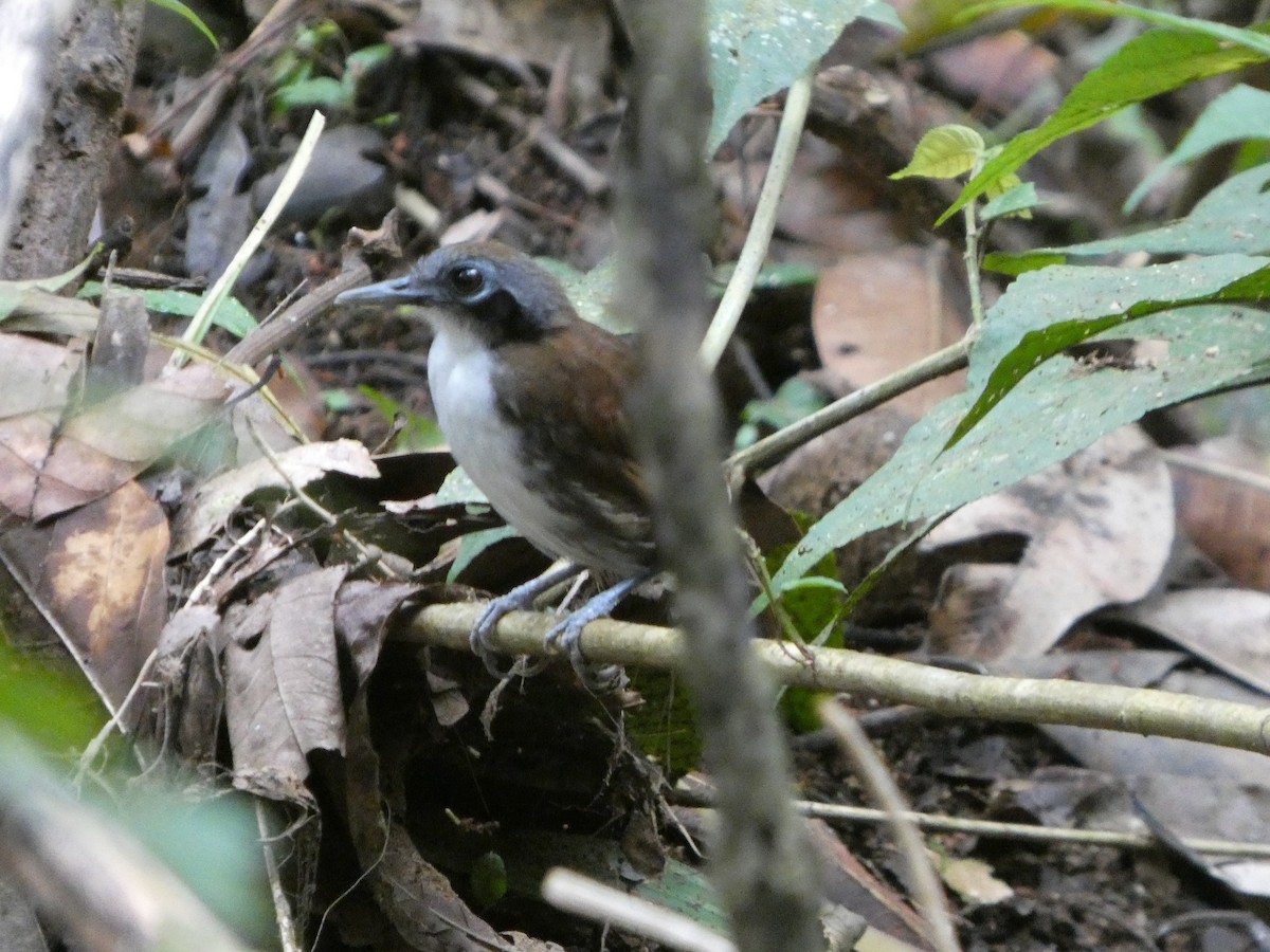 Bicolored Antbird - ML643001571