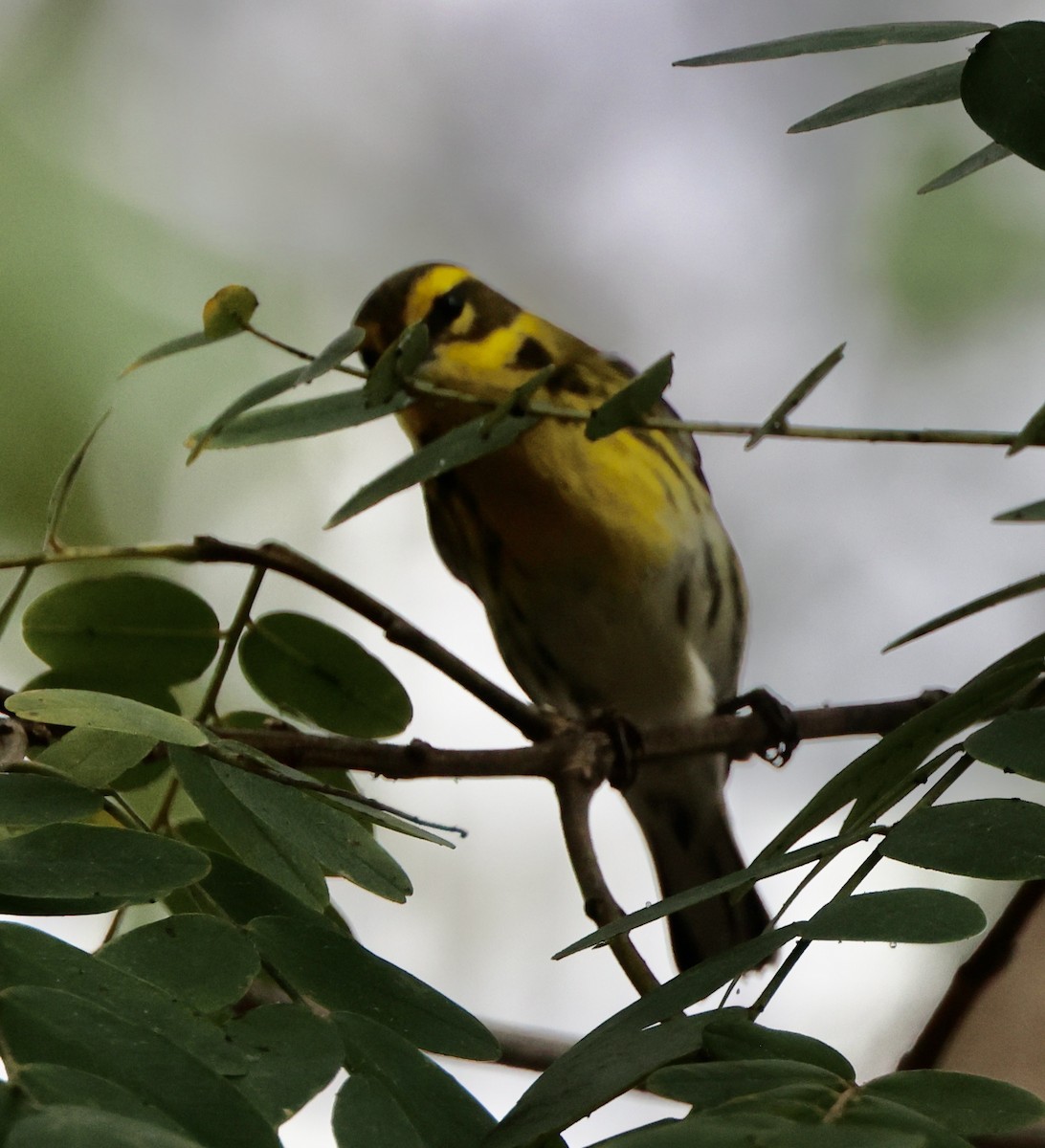 Townsend's Warbler - ML643001596