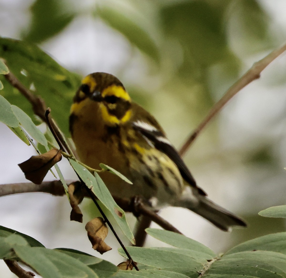 Townsend's Warbler - ML643001597