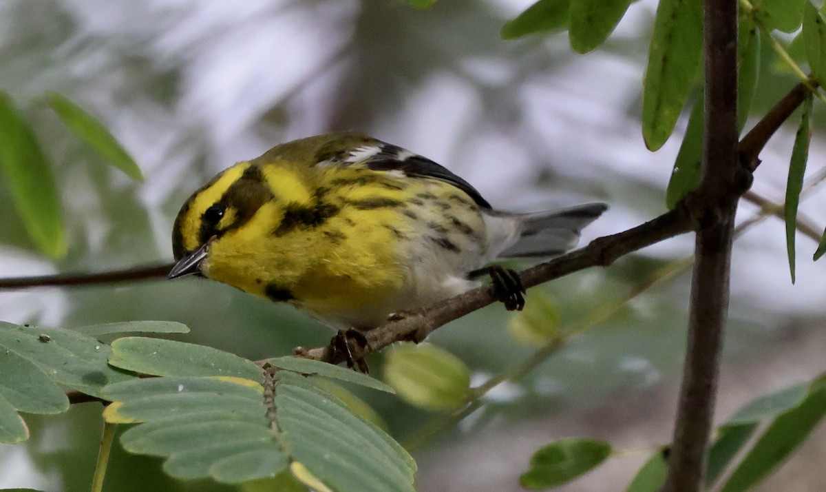 Townsend's Warbler - ML643001599