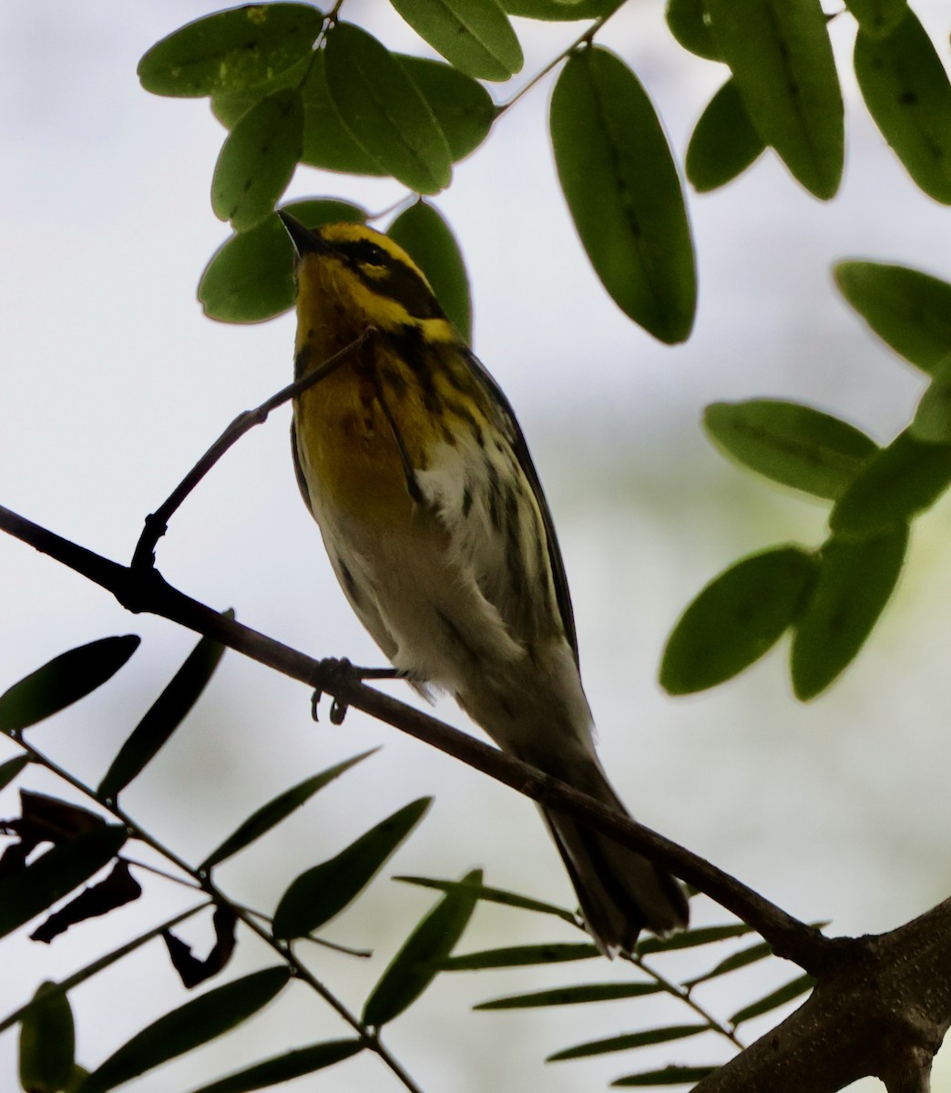 Townsend's Warbler - ML643001600