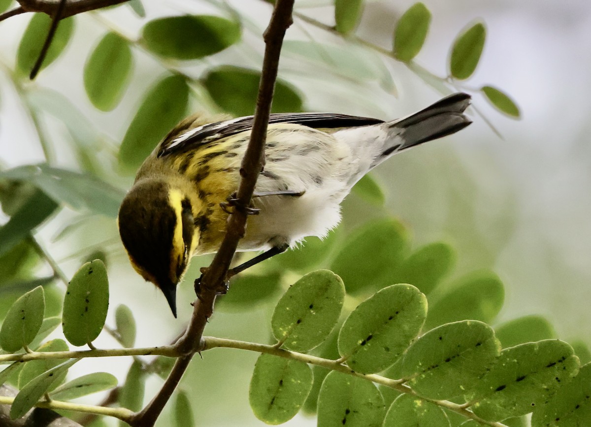 Townsend's Warbler - ML643001601