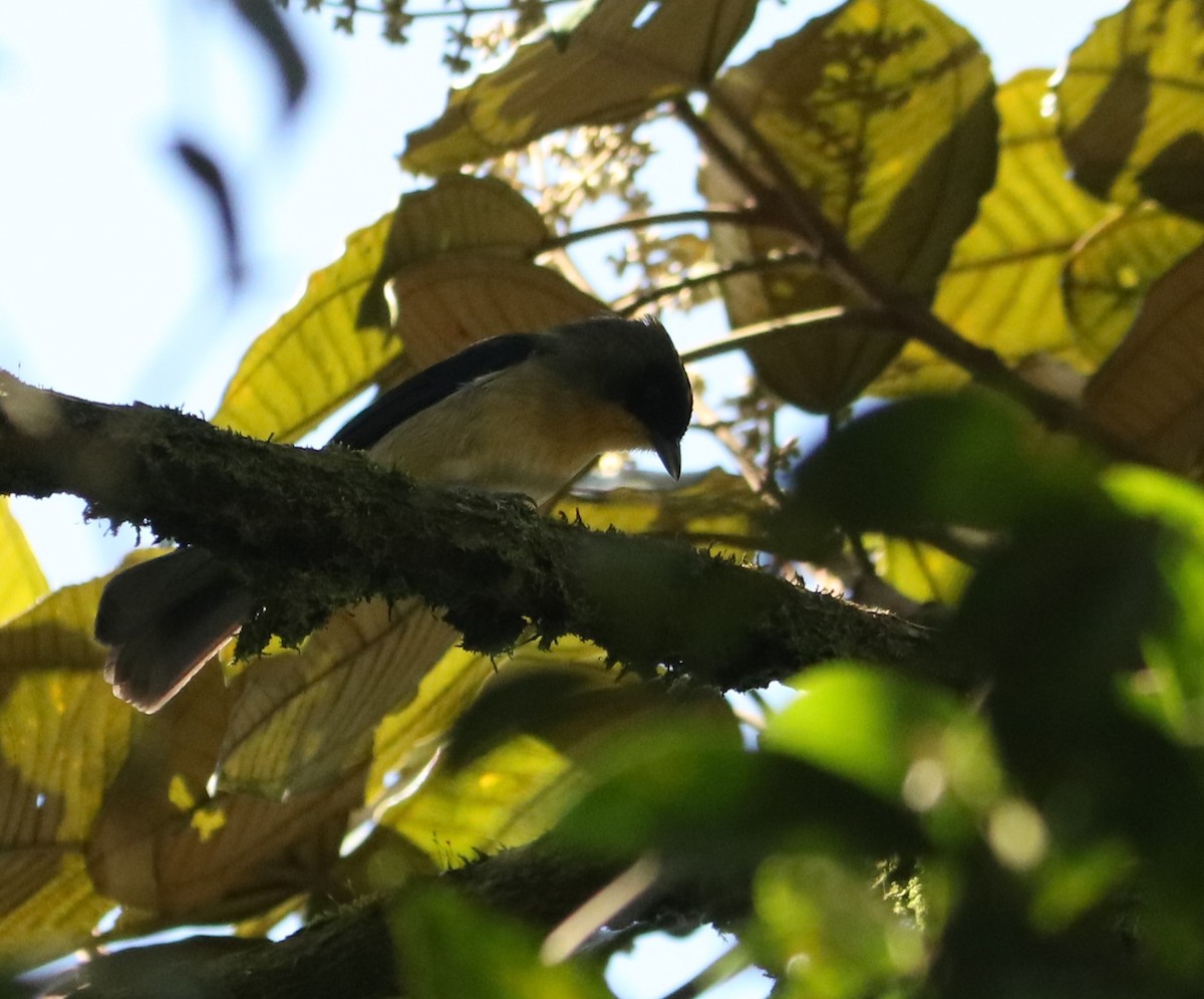 Black-goggled Tanager - ML643001611