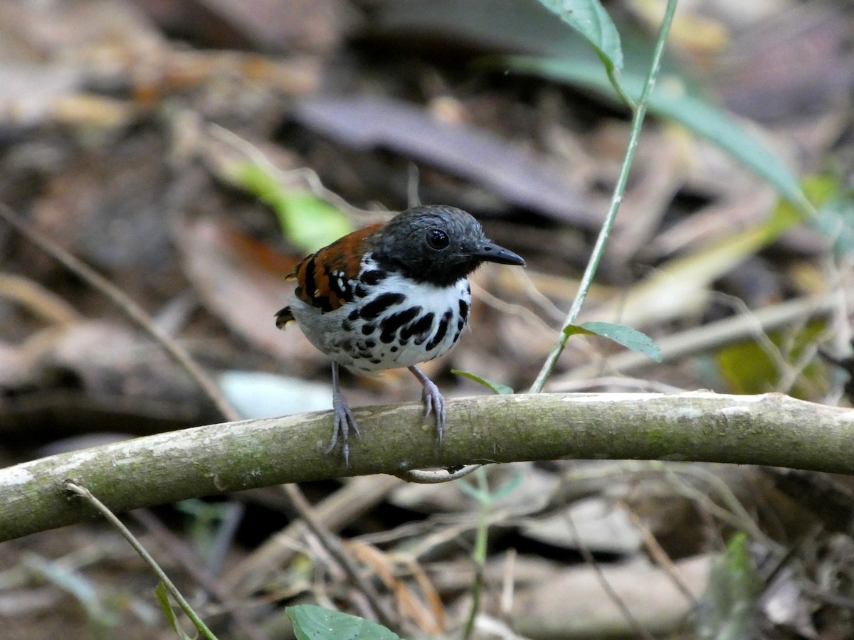 Spotted Antbird - ML643001641